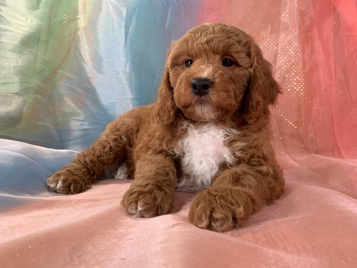 Male F1 Bichon Poodle DOB 11-18-2021 $1200